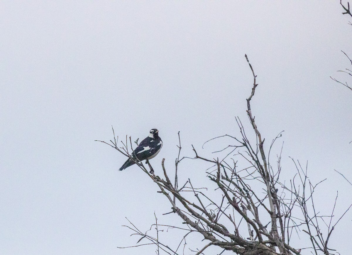 Magpie-lark - Richard and Margaret Alcorn