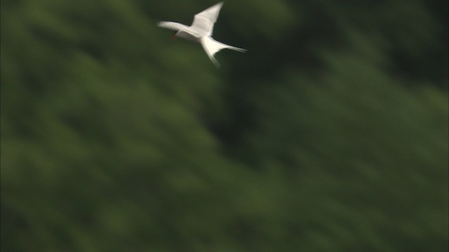 Arctic Tern - ML463649