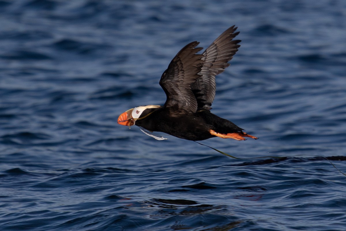 Tufted Puffin - ML463649681