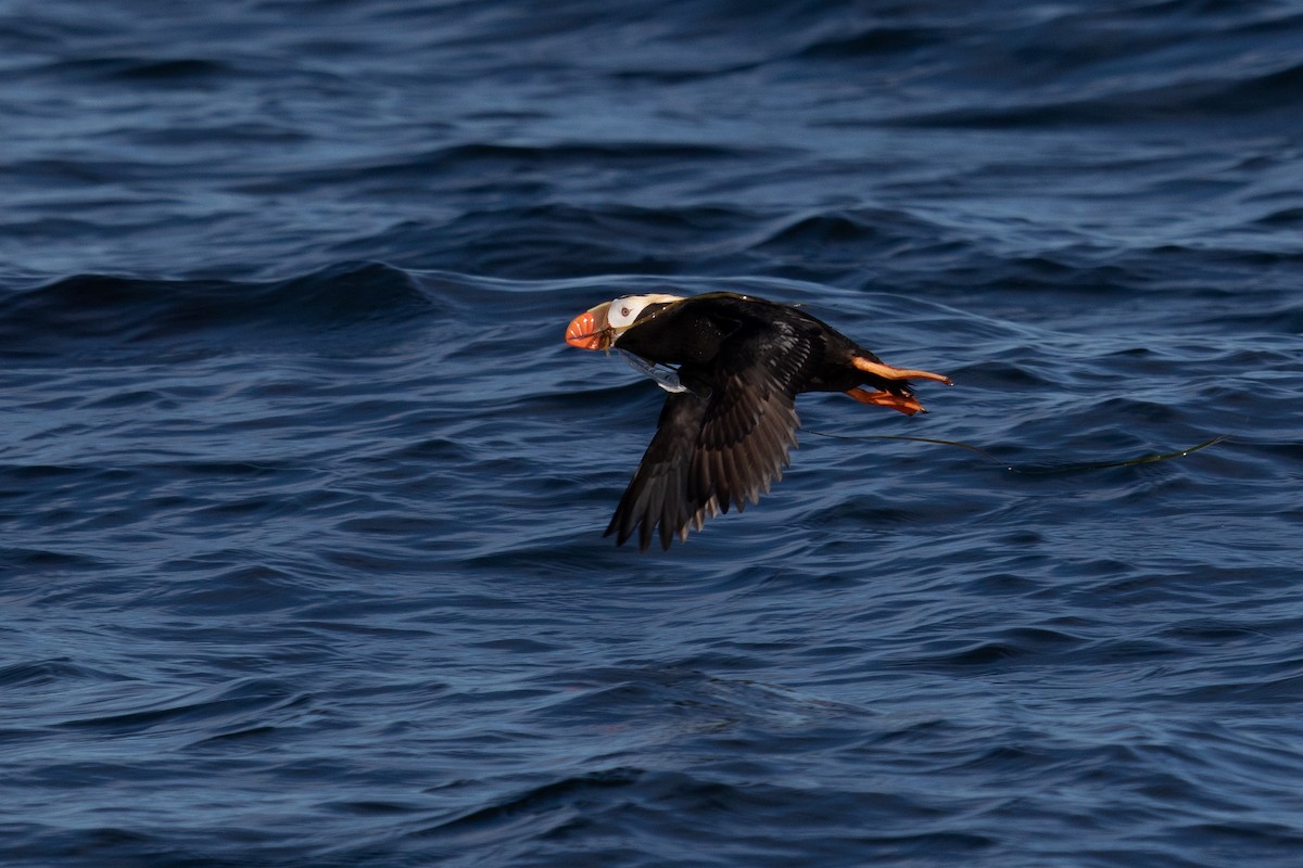 Tufted Puffin - ML463649691