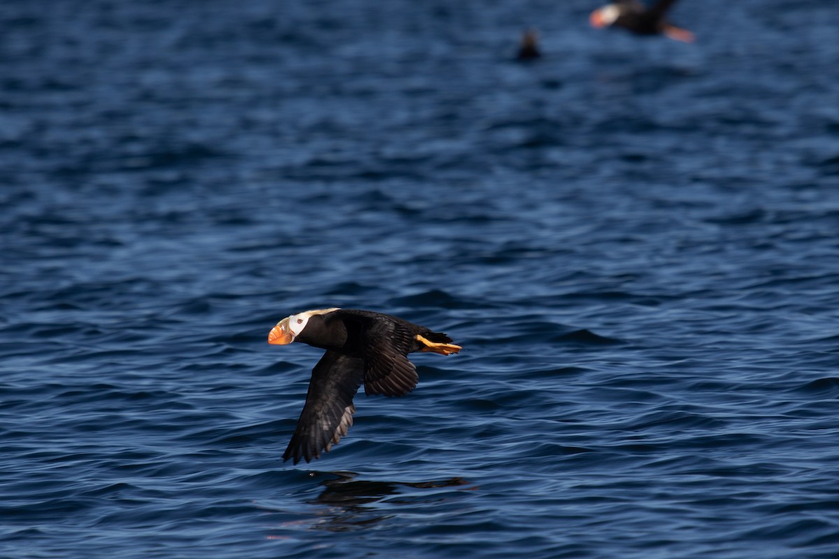 Tufted Puffin - ML463649741