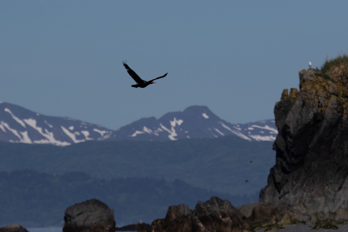 Red-faced Cormorant - ML463649771