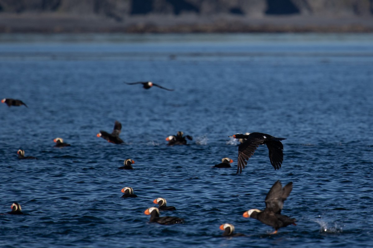 Red-faced Cormorant - ML463649781