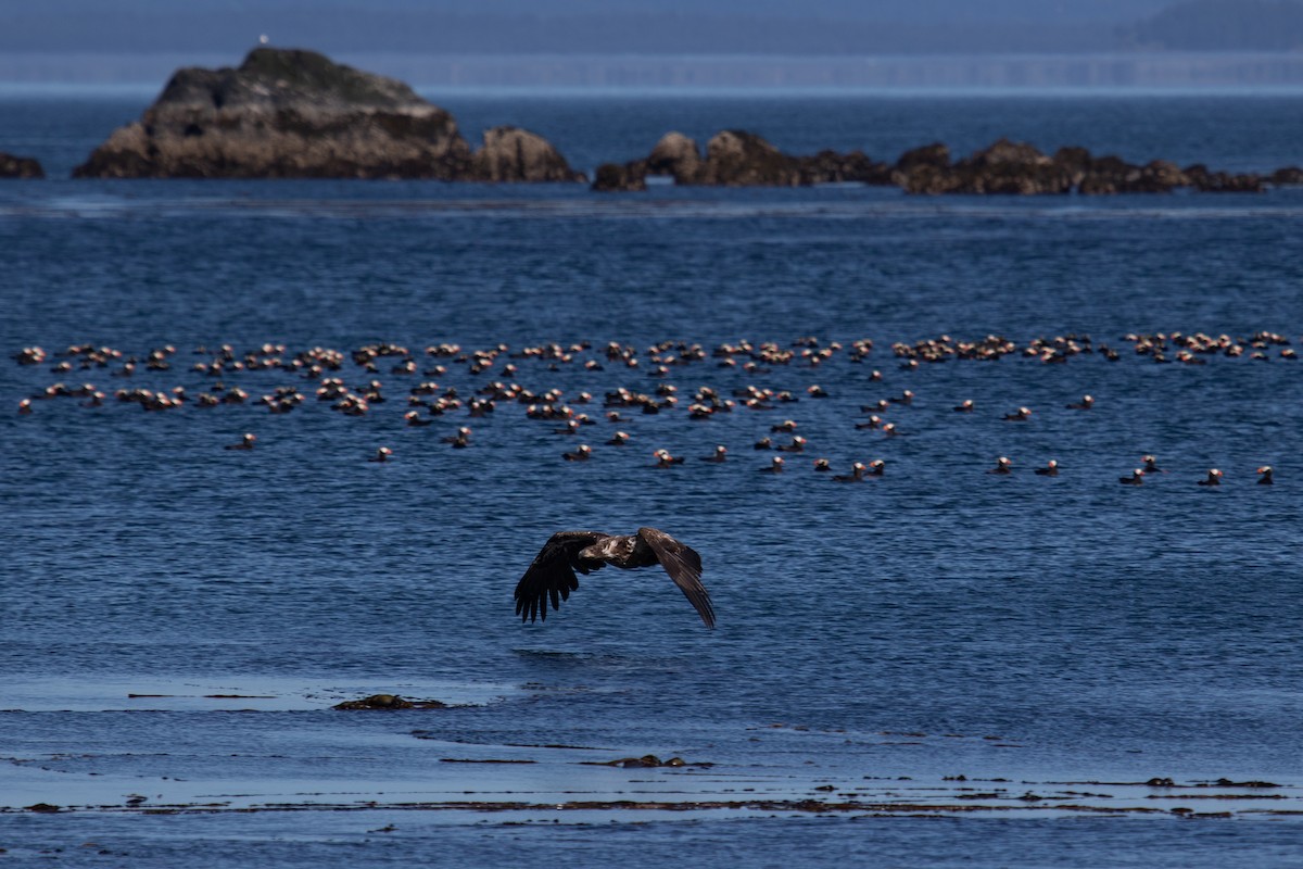 Bald Eagle - ML463649881