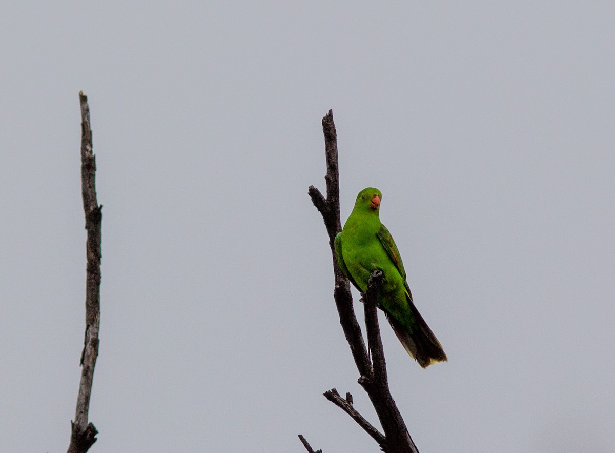 Red-winged Parrot - Richard and Margaret Alcorn