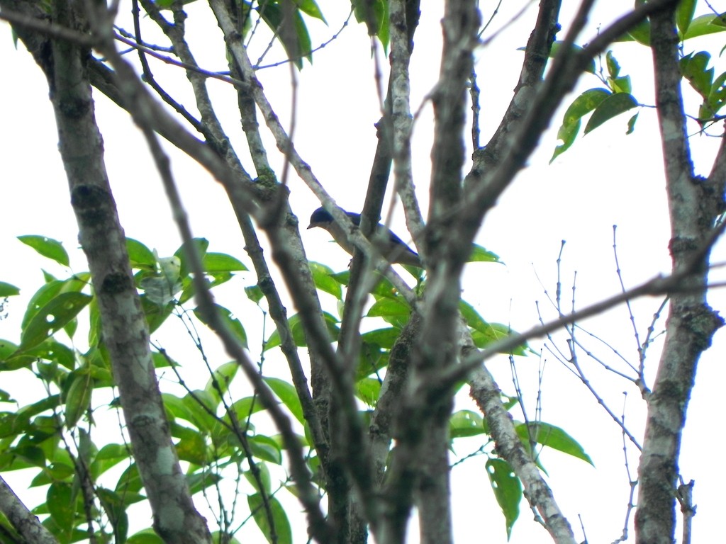 Fawn-breasted Tanager - ML46365051