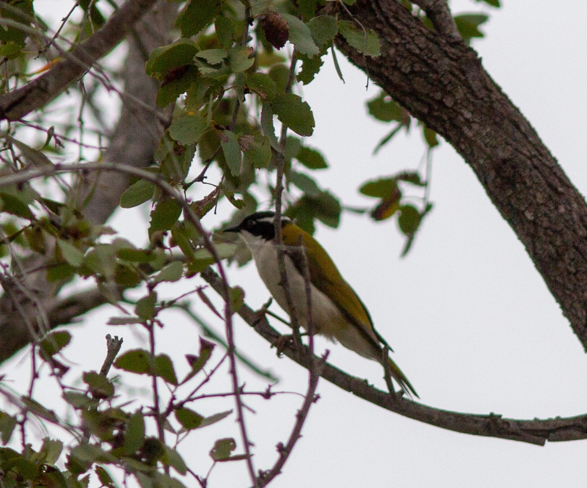 White-throated Honeyeater - ML463650601