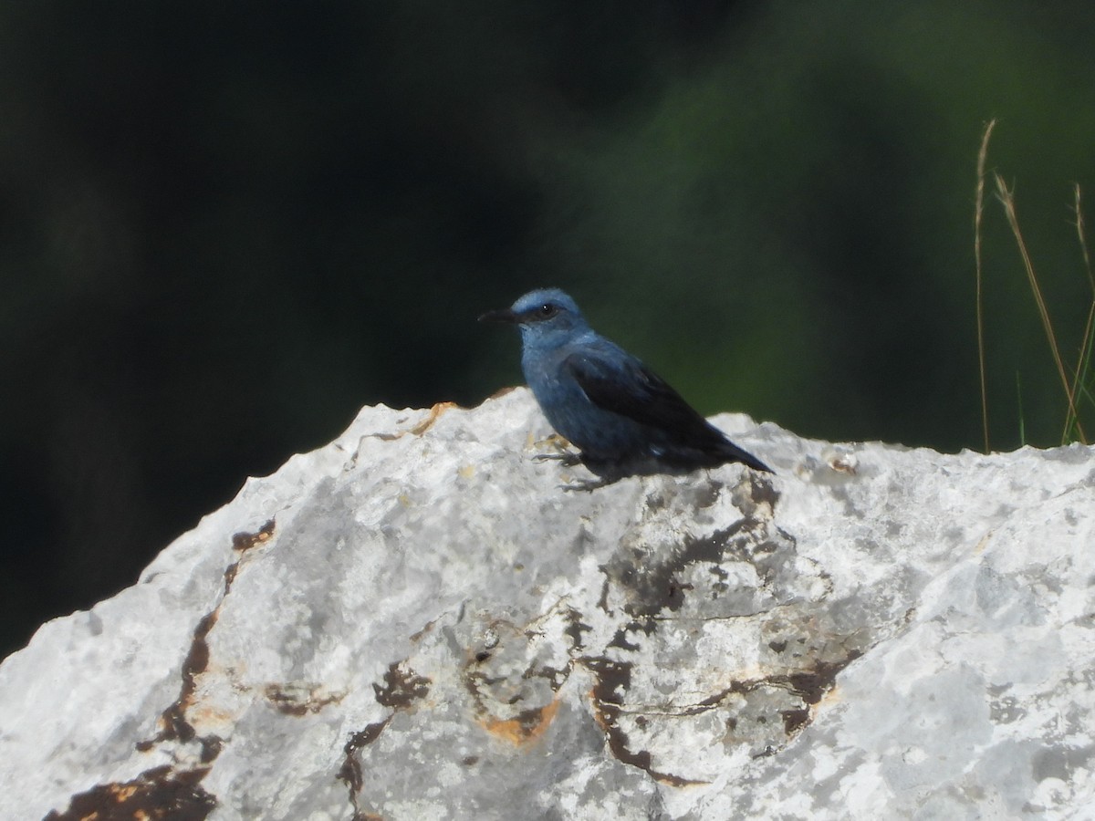 Blue Rock-Thrush - ML463650921