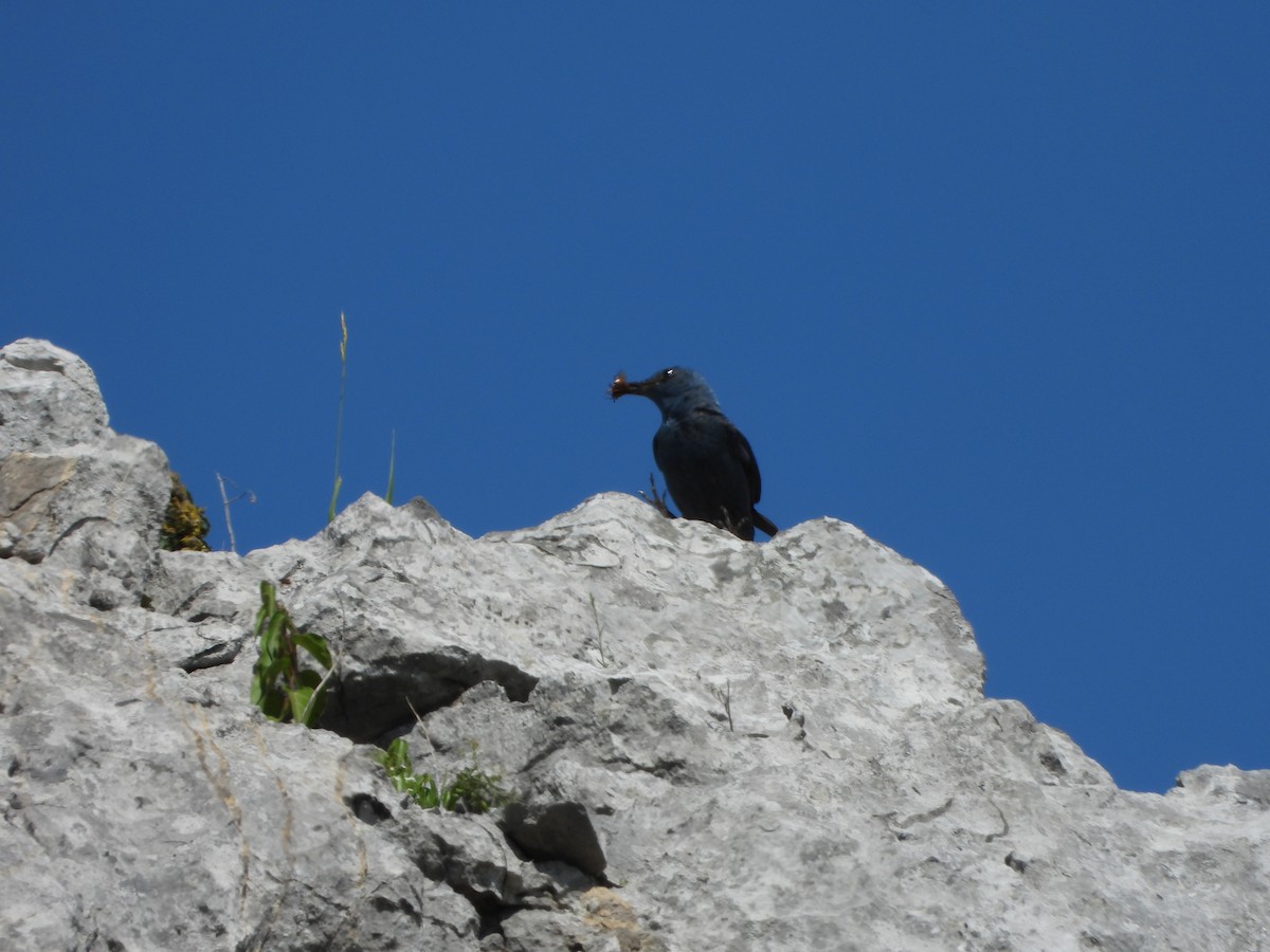 Blue Rock-Thrush - ML463650931