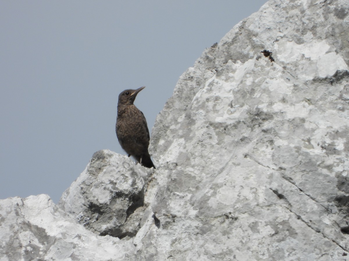 Blue Rock-Thrush - ML463650951