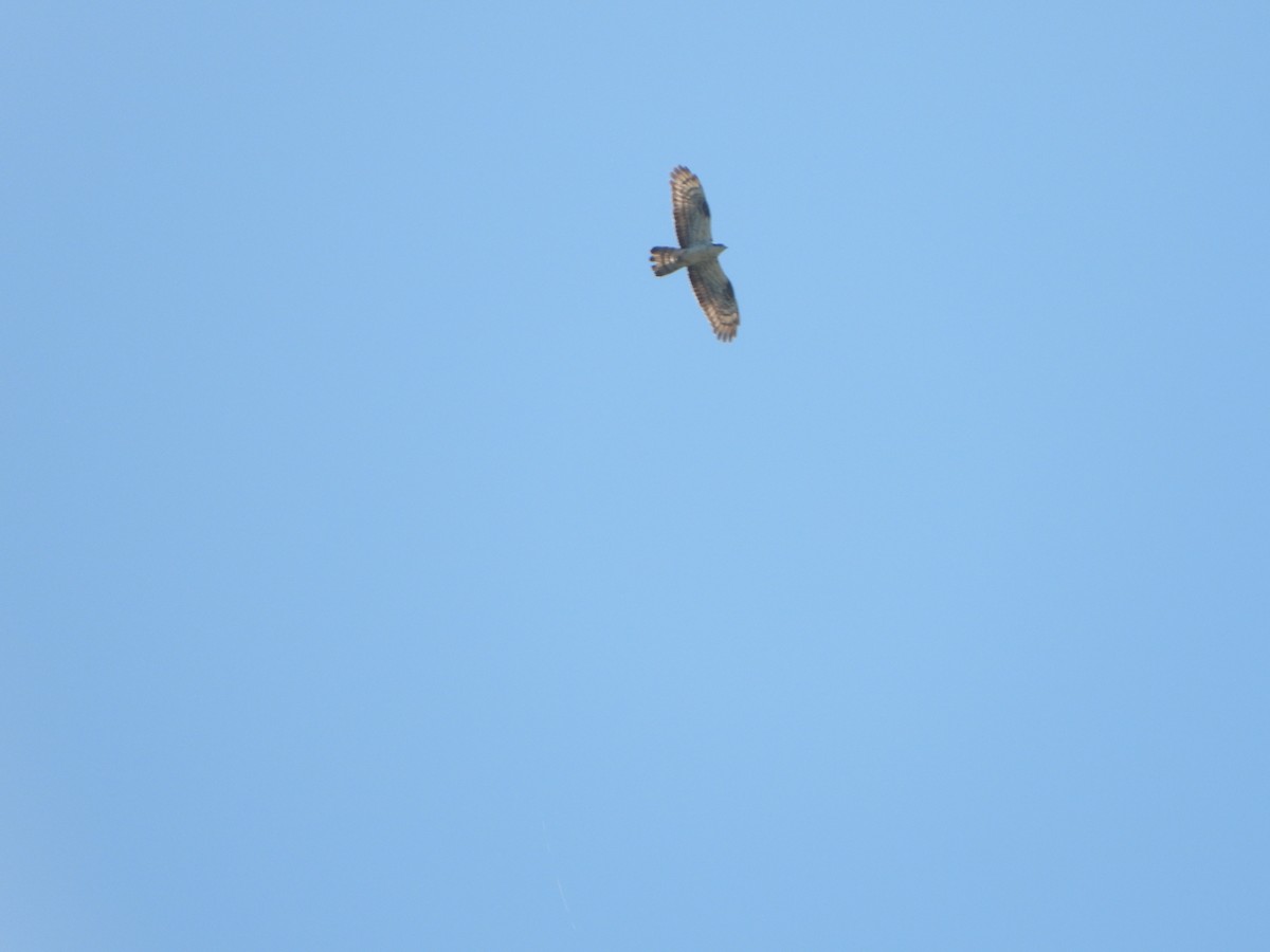 European Honey-buzzard - ML463650991