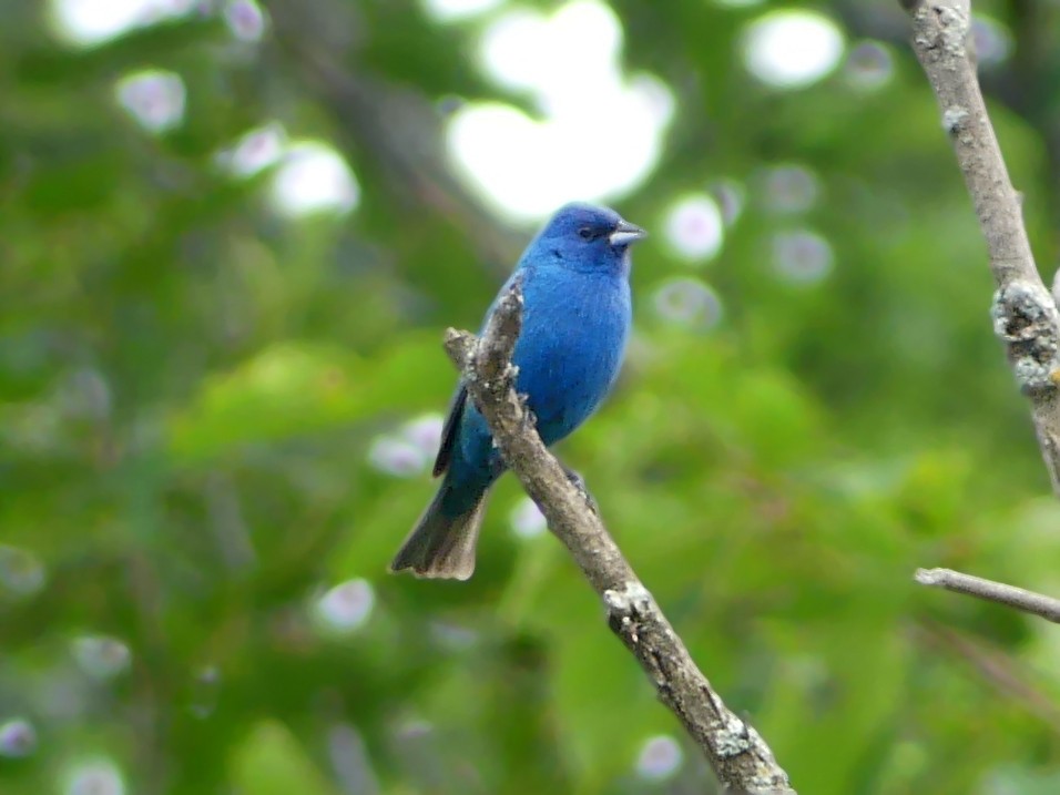 Indigo Bunting - ML463651561