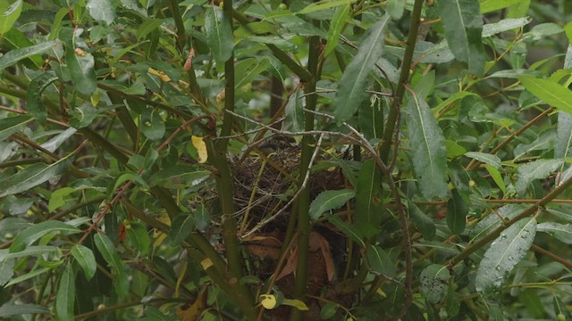 Black-headed Grosbeak - ML463651671