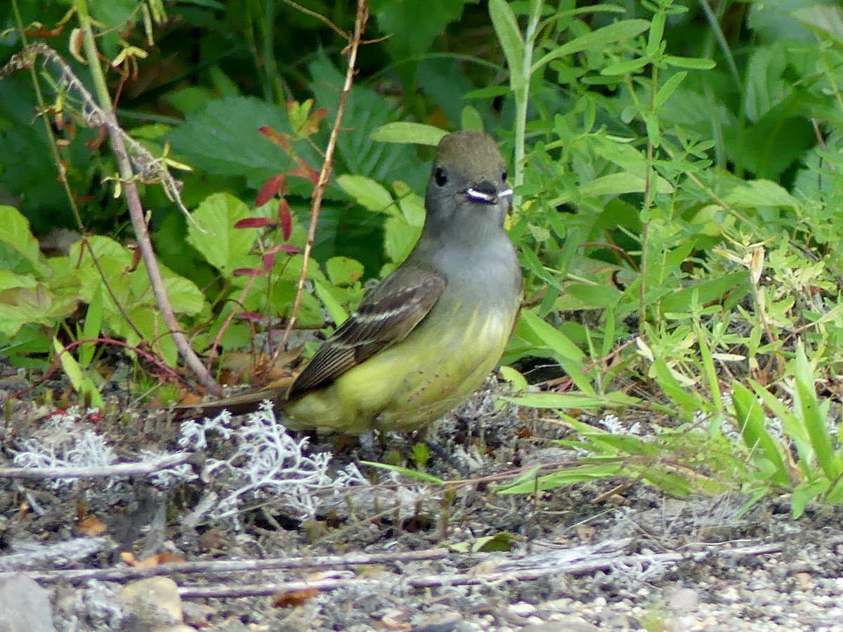 Great Crested Flycatcher - ML463651721