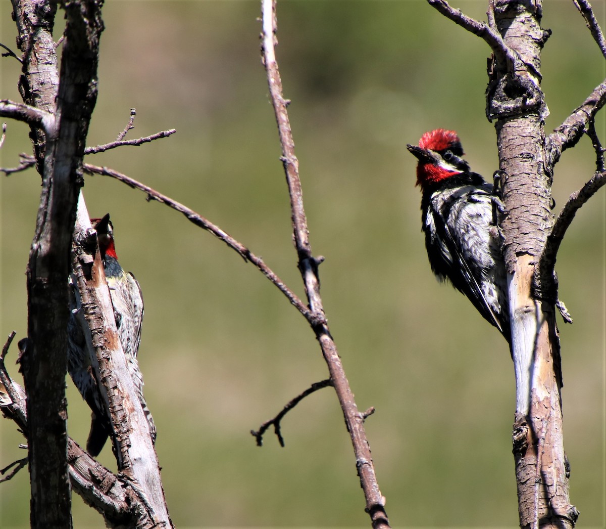 Red-naped Sapsucker - ML463651871