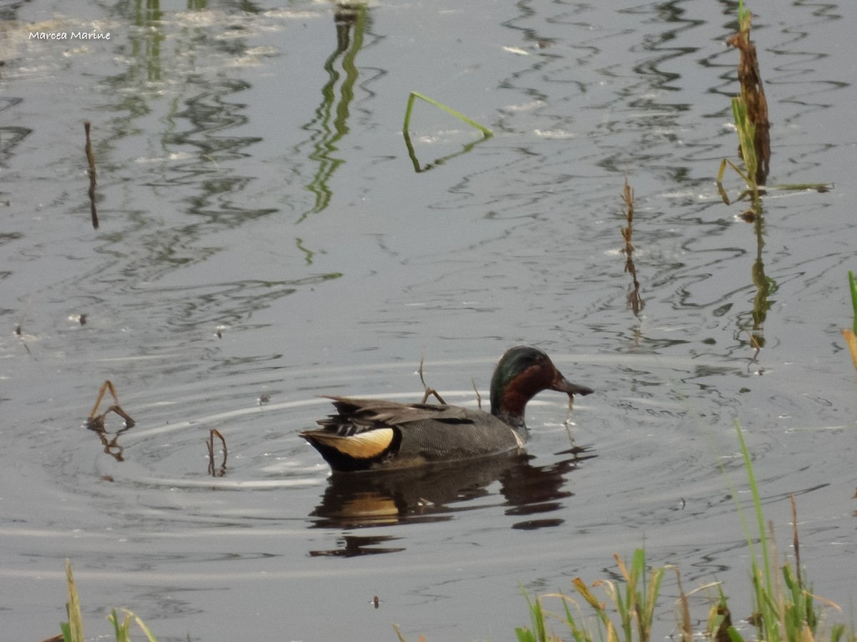 Green-winged Teal - ML463651881