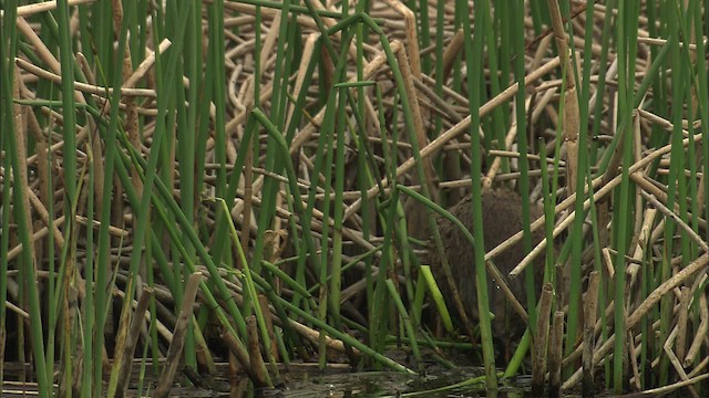 muskrat - ML463652