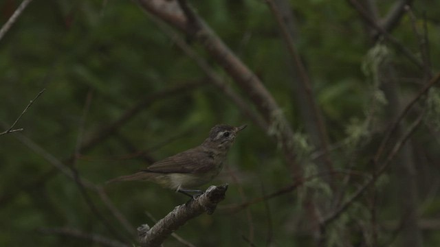 Sängervireo [swainsoni-Gruppe] - ML463652141