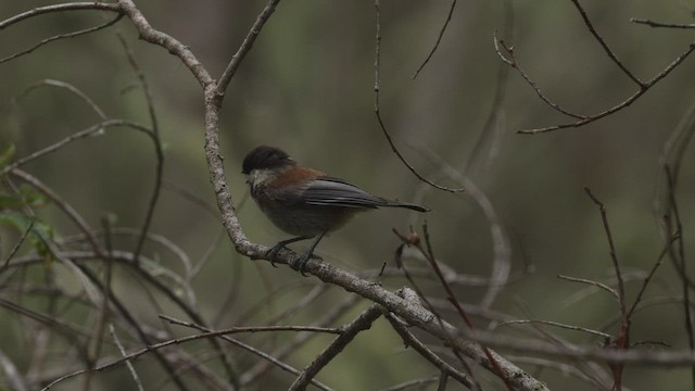 Carbonero Dorsicastaño - ML463652161