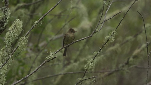 Mosquero del Pacífico (grupo difficilis) - ML463652381