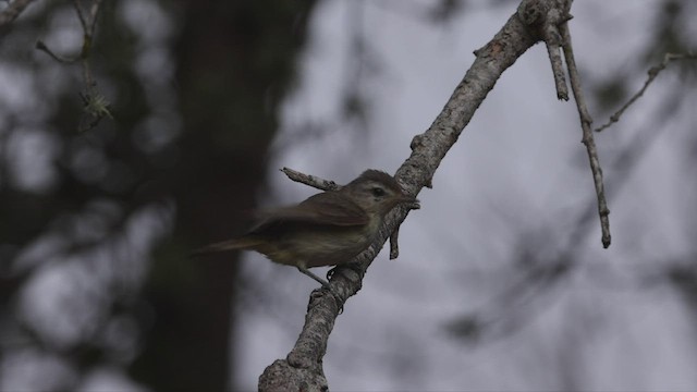 Warbling Vireo (Western) - ML463652711