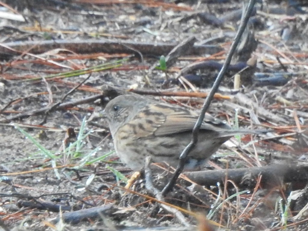 Dunnock - ML463655041