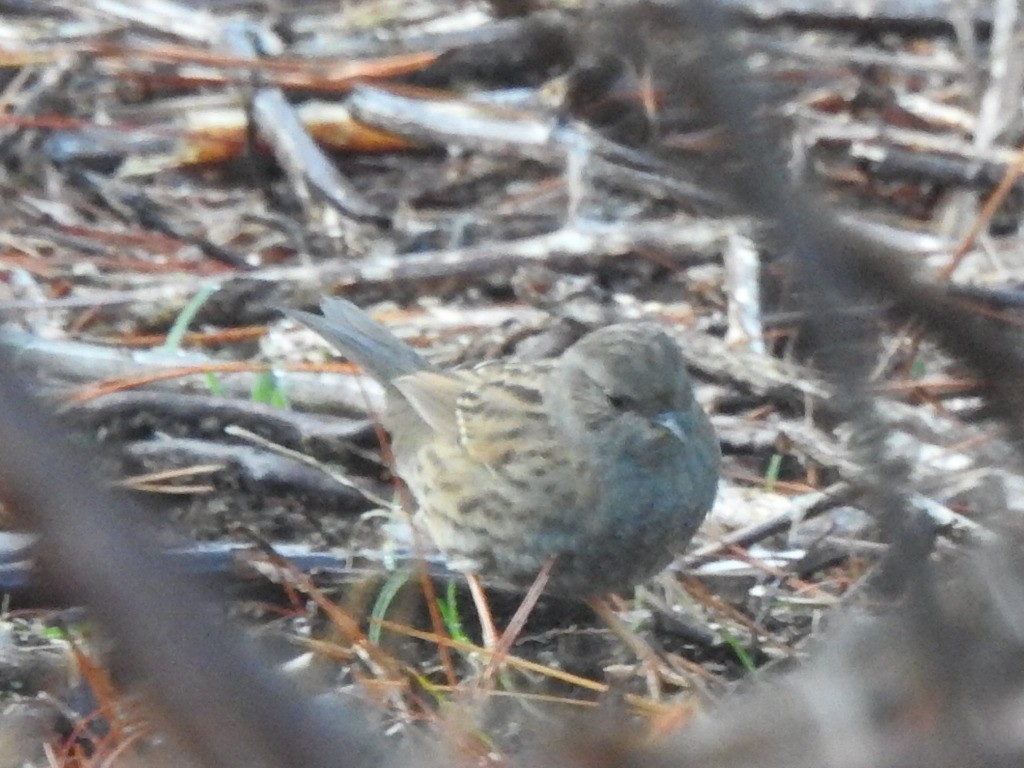 Dunnock - ML463655051