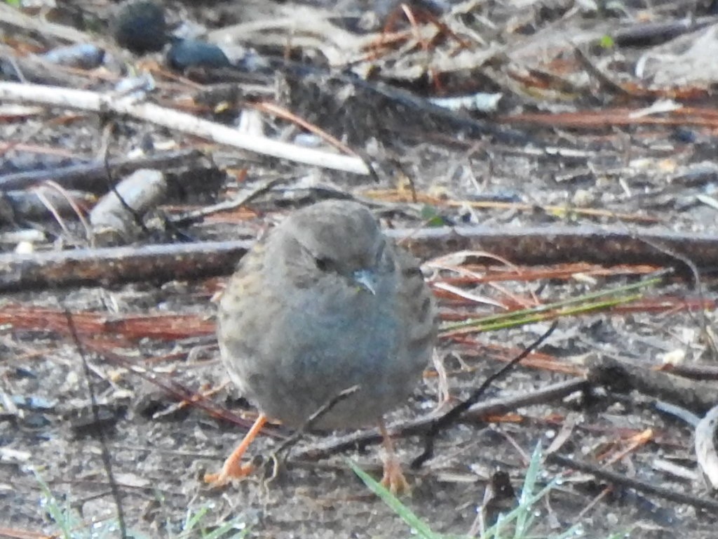 Dunnock - ML463655061