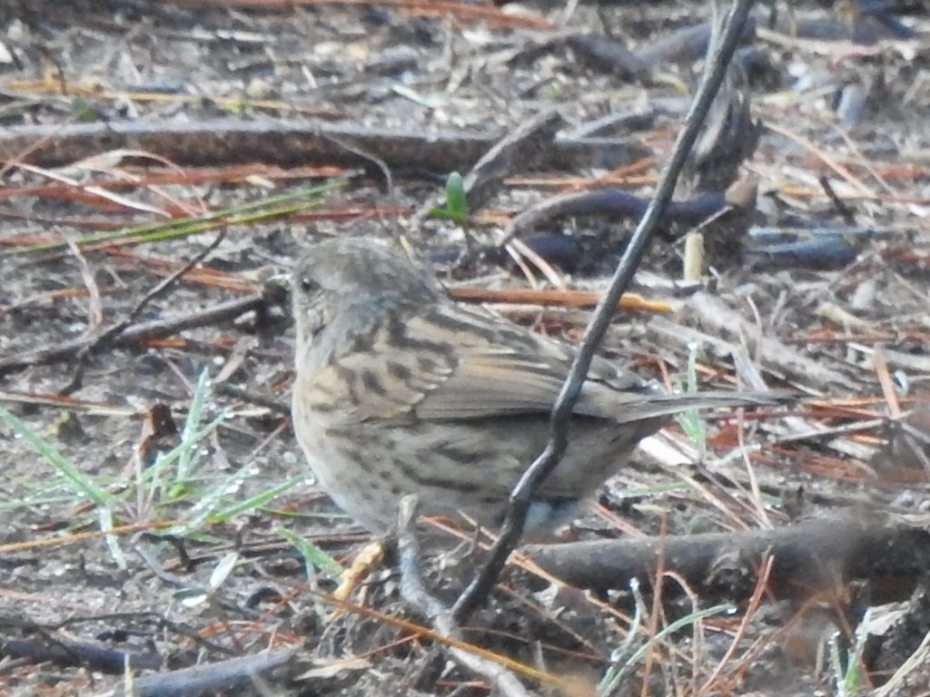 Dunnock - Scott Fox