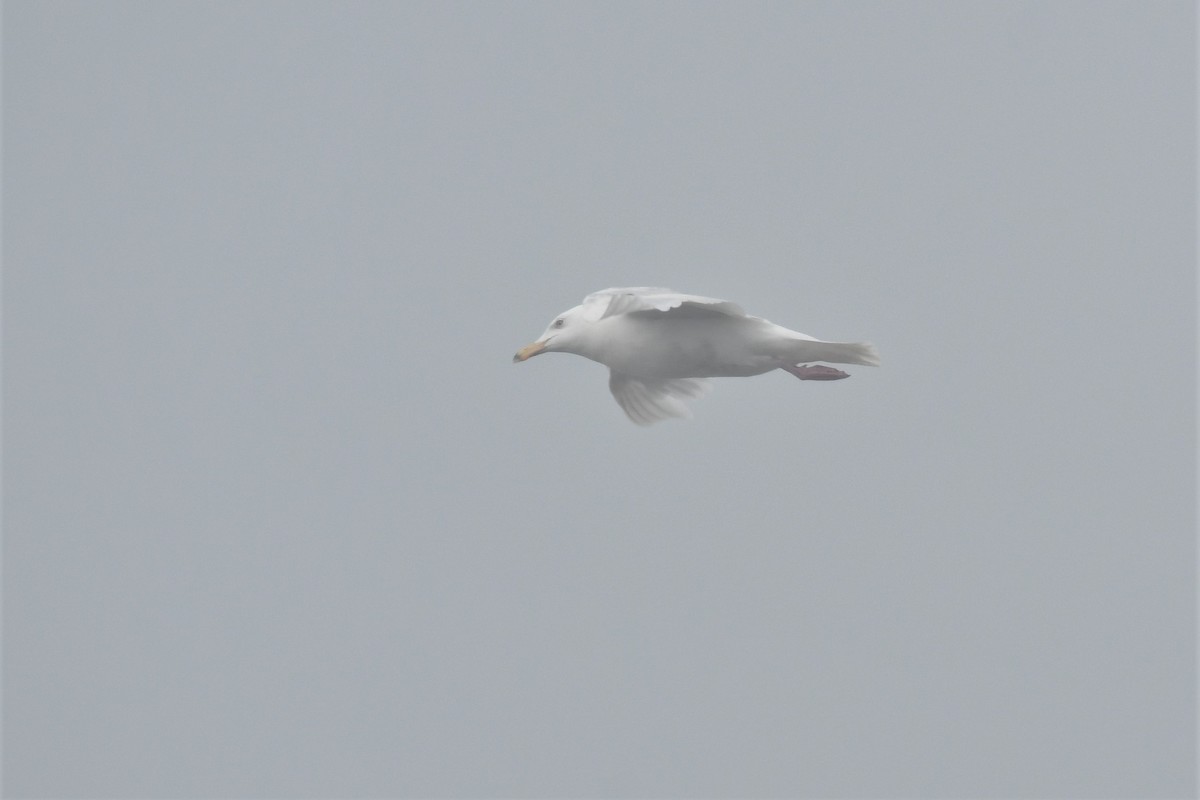 Glaucous Gull - ML463655091