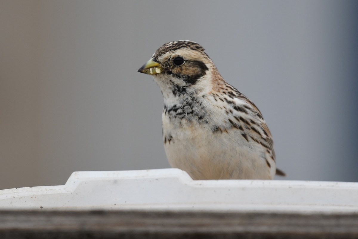 Lapland Longspur - ML463655351