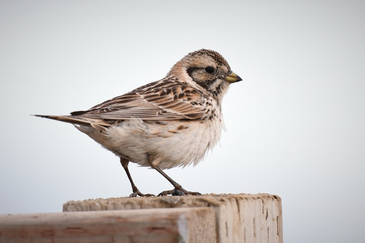 Lapland Longspur - ML463655361