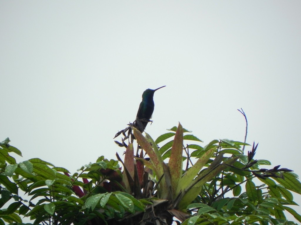 Black-throated Mango - Helbert Noventa