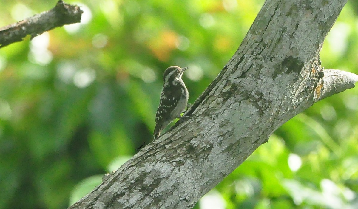 Brown-capped Pygmy Woodpecker - ML463655961