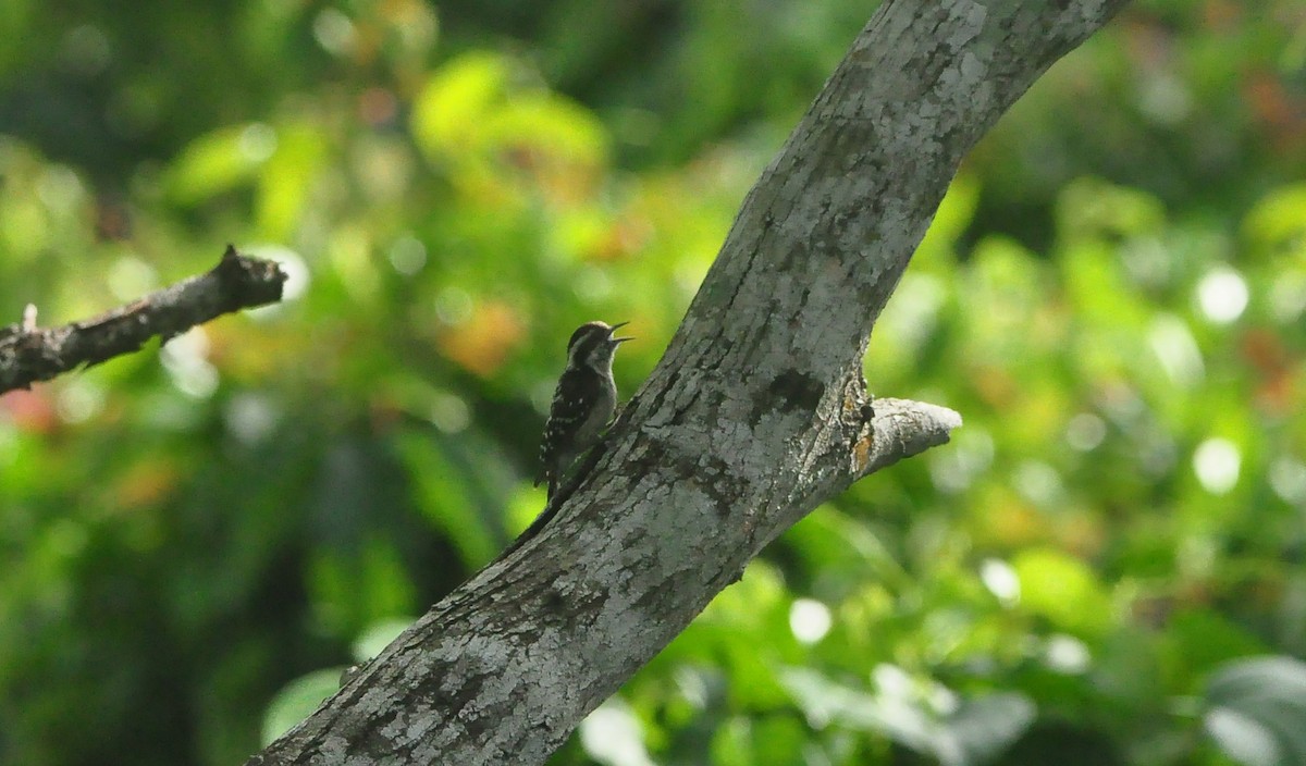 Brown-capped Pygmy Woodpecker - ML463655971