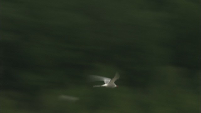 Arctic Tern - ML463656