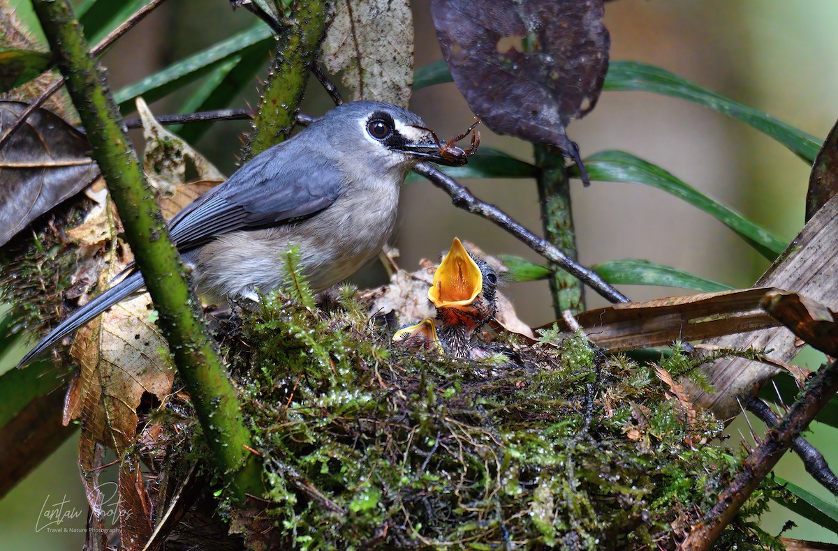 Mindanao Jungle Flycatcher - ML463656401