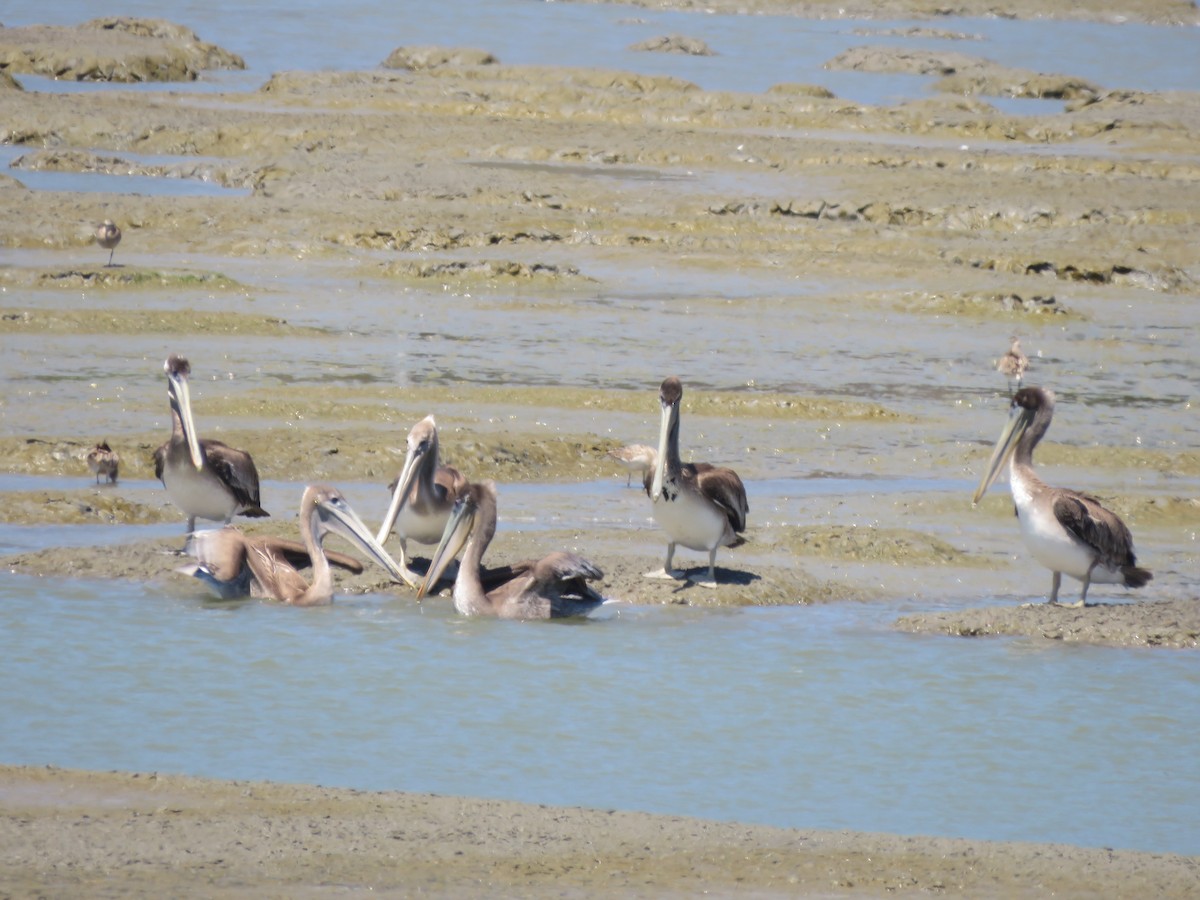 pelikán hnědý - ML463656901