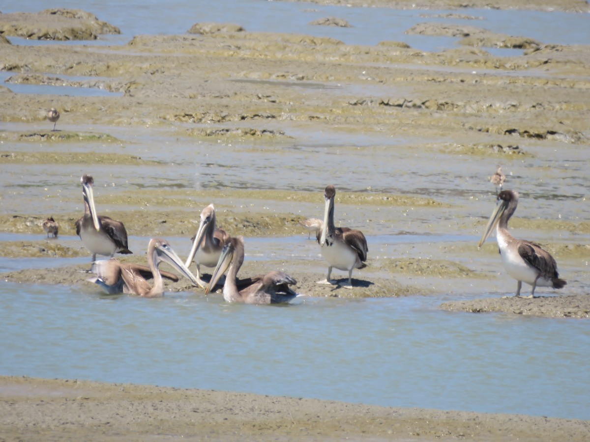 Brown Pelican - ML463656901