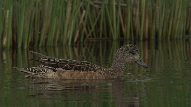 American Wigeon - ML463658