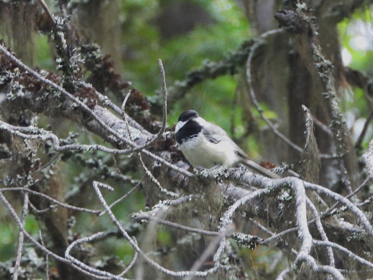 Mésange à tête noire - ML463660841