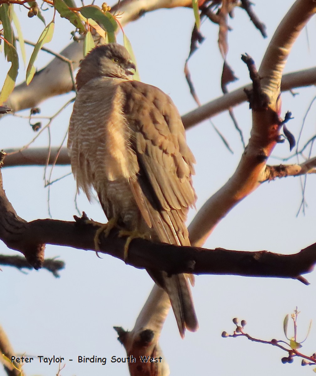 Collared Sparrowhawk - ML463660891