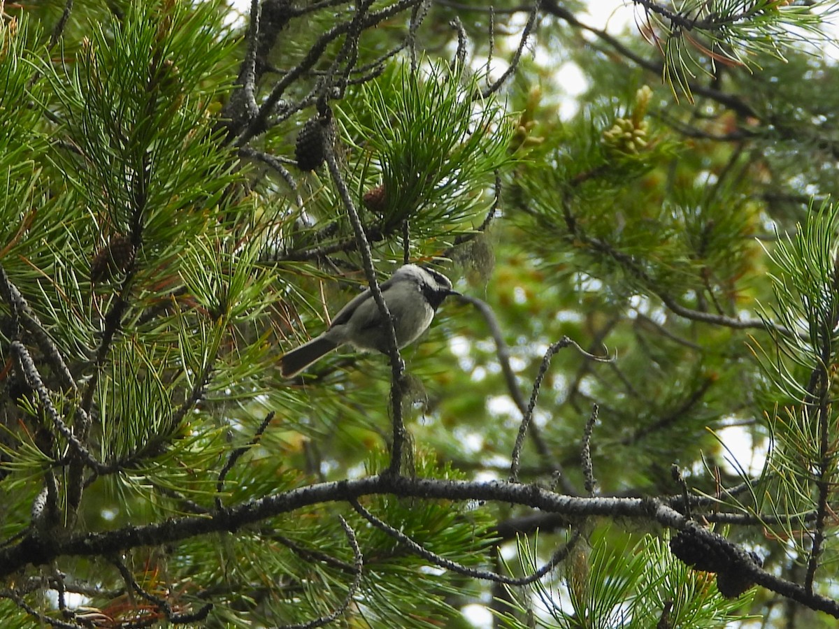 Mountain Chickadee - ML463660901