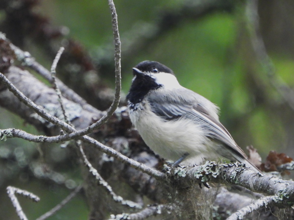 Mésange à tête noire - ML463660911