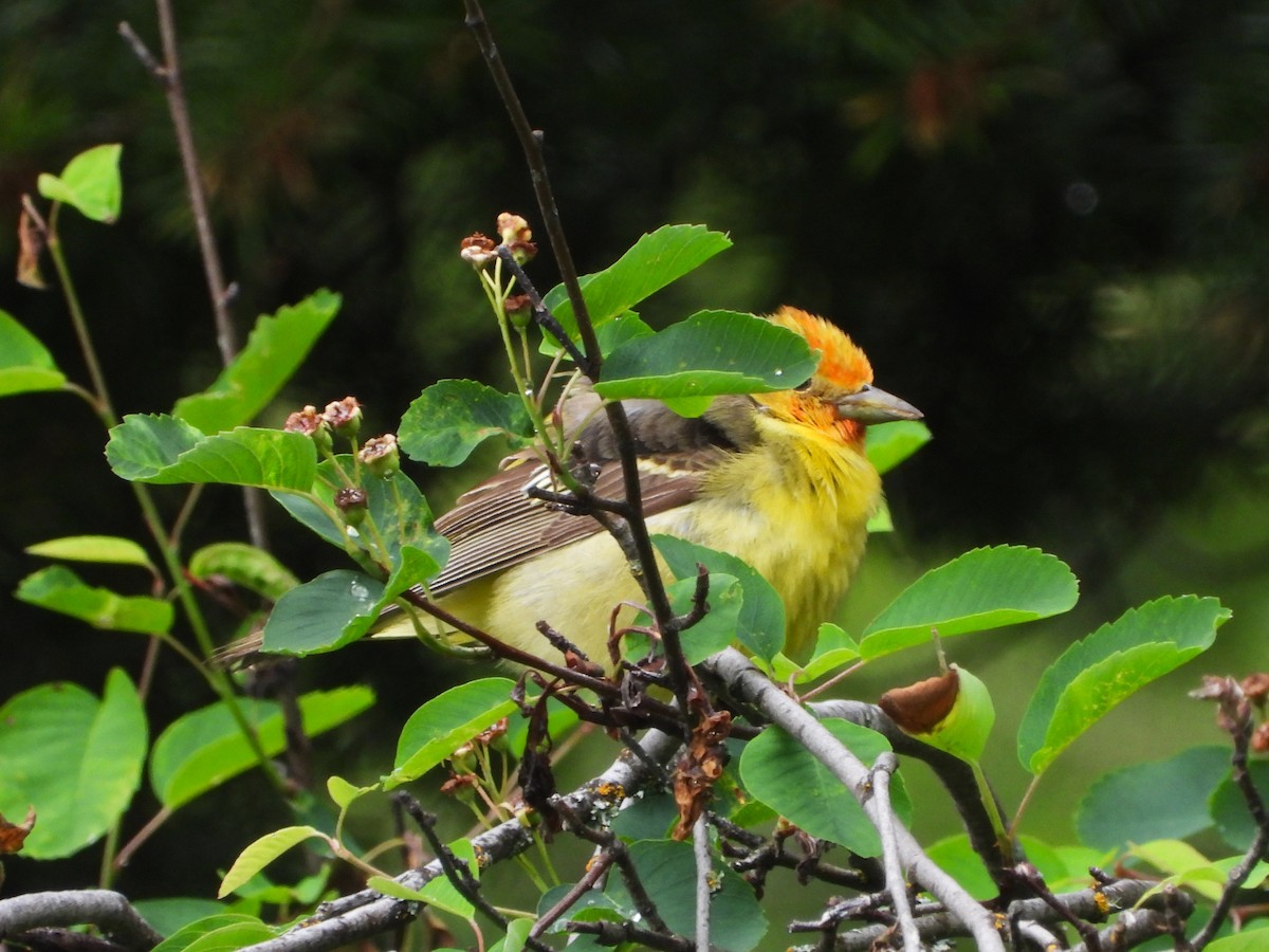 Western Tanager - ML463660931