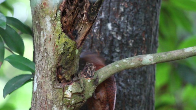 Rufous Woodpecker - ML463660941