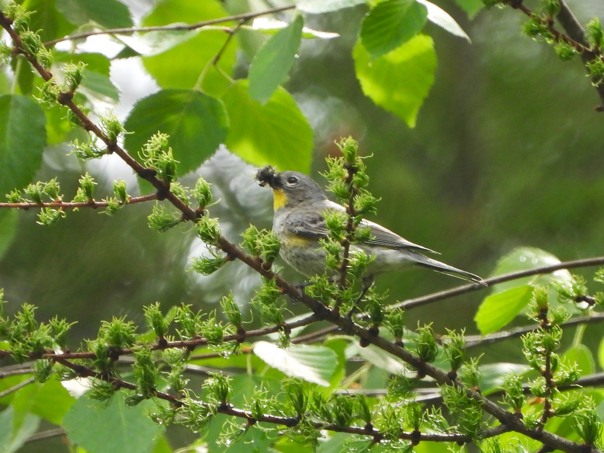 Yellow-rumped Warbler - ML463661041