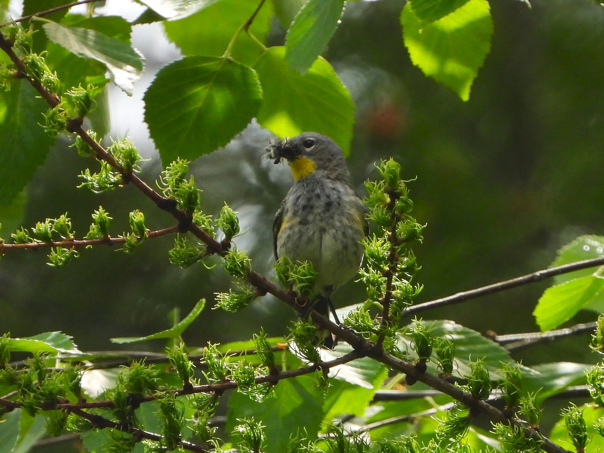 Yellow-rumped Warbler - ML463661051