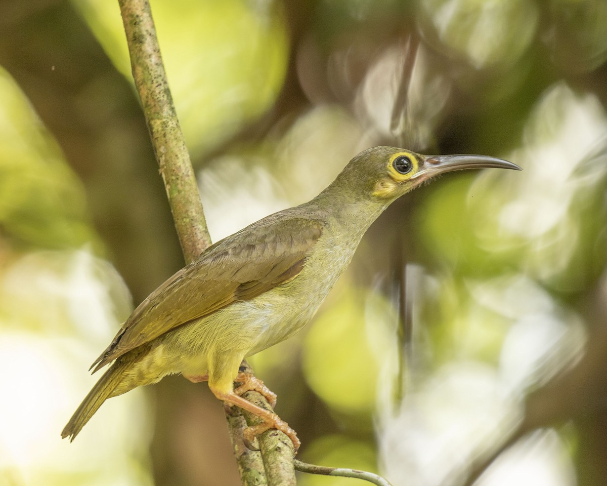 Spectacled Spiderhunter - Paul Farrell