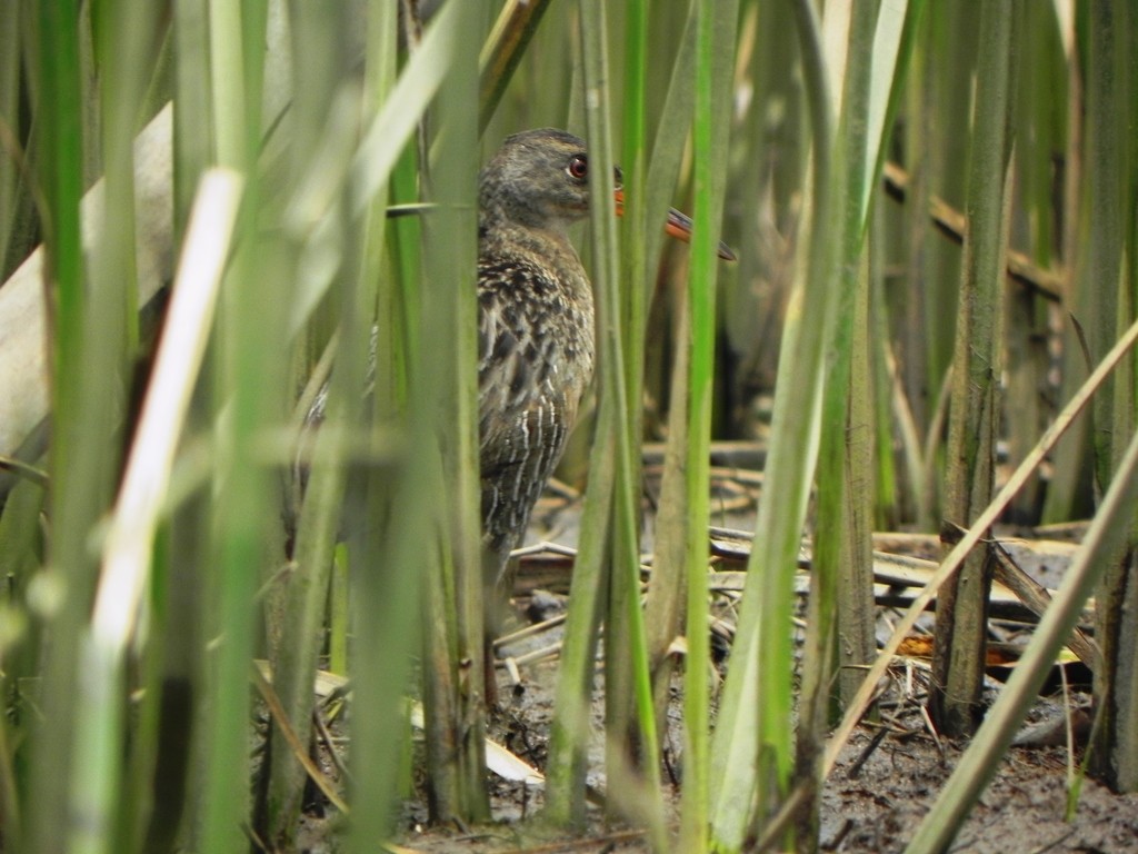 Mangrove Rail - ML46366181